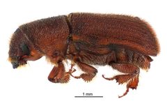 Hylurgus ligniperda by (c) Landcare Research New Zealand Ltd., some rights reserved (CC BY). Used under a CC-BY license.