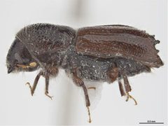 Ips perturbatus by (c) 
Sarah McCaffrey, Museum Victoria, some rights reserved (CC BY). Used under a CC-BY license.