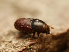Scolytus by (c) Alexis Tinker-Tsavalas, some rights reserved (CC BY), uploaded by Alexis Tinker-Tsavalas. Used under a CC-BY license.