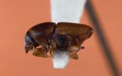 Scolytus multistriatus by (c) Gerald J. Lenhard, , United States, some rights reserved (CC BY). Used under a CC-BY license.