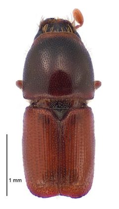 Scolytus multistriatus by (c) Landcare Research New Zealand Ltd., some rights reserved (CC BY). Used under a CC-BY license.