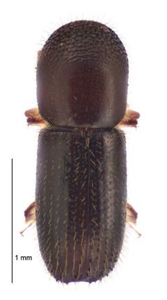 Xyleborinus saxesenii by (c) Landcare Research New Zealand Ltd., some rights reserved (CC BY). Used under a CC-BY license.