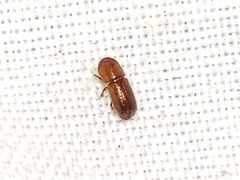 Xyleborus affinis by (c) Arturo Santos, some rights reserved (CC BY), uploaded by Arturo Santos. Used under a CC-BY license.