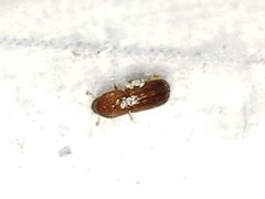 Xyleborus affinis by (c) Arturo Santos, some rights reserved (CC BY), uploaded by Arturo Santos. Used under a CC-BY license.