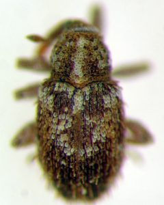 Sibinia setosa by (c) Jason Eckberg, some rights reserved (CC BY), uploaded by Jason Eckberg. Used under a CC-BY license.