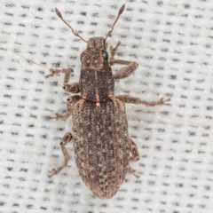 Sitona californius by (c) Victor Engel, some rights reserved (CC BY), uploaded by Victor Engel. Used under a CC-BY license.