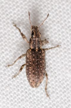 Sitona californius by (c) Justin Williams, some rights reserved (CC BY), uploaded by Justin Williams. Used under a CC-BY license.