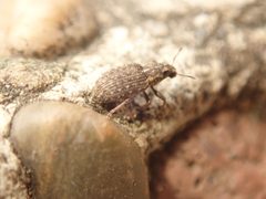 Sitona hispidulus by (c) Alexis Tinker-Tsavalas, some rights reserved (CC BY), uploaded by Alexis Tinker-Tsavalas. Used under a CC-BY license.