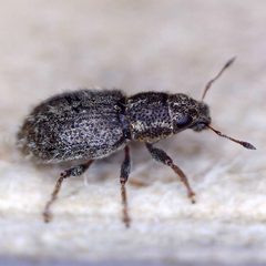 Sitona hispidulus by (c) Barry Walter, some rights reserved (CC BY), uploaded by Barry Walter. Used under a CC-BY license.
