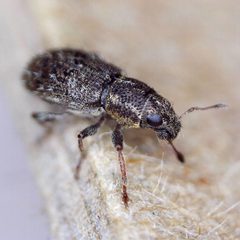 Sitona hispidulus by (c) Barry Walter, some rights reserved (CC BY), uploaded by Barry Walter. Used under a CC-BY license.