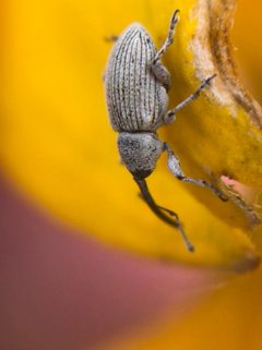 Smicronyx sordidus by (c) Jared Shorma, some rights reserved (CC BY), uploaded by Jared Shorma. Used under a CC-BY license.