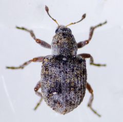 Stenopelmus rufinasus by (c) Don Loarie, some rights reserved (CC BY), uploaded by Don Loarie. Used under a CC-BY license.