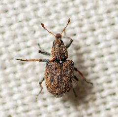 Stenopelmus rufinasus by (c) Justin Williams, some rights reserved (CC BY), uploaded by Justin Williams. Used under a CC-BY license.