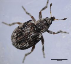 Stenopelmus rufinasus by (c) Don Loarie, some rights reserved (CC BY). Used under a CC-BY license.