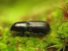 Stenoscelis andersoni by (c) Katja Schulz, some rights reserved (CC BY). Used under a CC-BY license.