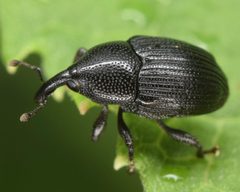 Stethobaris ovata by (c) skitterbug, some rights reserved (CC BY), uploaded by skitterbug. Used under a CC-BY license.