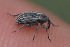 Tychius lineellus by no rights reserved, uploaded by Thompson Hyggen. Used under a CC0 license.