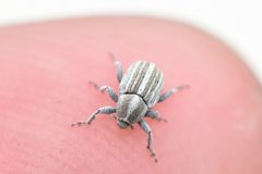 Tychius lineellus by no rights reserved, uploaded by Thompson Hyggen. Used under a CC0 license.
