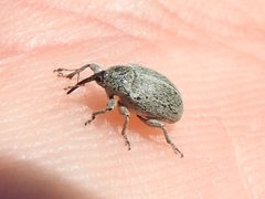 Tychius sordidus by (c) Sam Kieschnick, some rights reserved (CC BY), uploaded by Sam Kieschnick. Used under a CC-BY license.