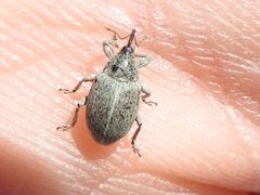 Tychius sordidus by (c) Sam Kieschnick, some rights reserved (CC BY), uploaded by Sam Kieschnick. Used under a CC-BY license.