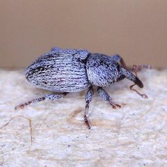Tychius stephensi by (c) Barry Walter, some rights reserved (CC BY), uploaded by Barry Walter. Used under a CC-BY license.