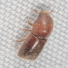 Xyleborus horridus by (c) Victor Engel, some rights reserved (CC BY), uploaded by Victor Engel. Used under a CC-BY license.