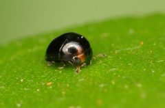 Cybocephalus by (c) Alan Manson, some rights reserved (CC BY), uploaded by Alan Manson. Used under a CC-BY license.