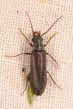 Anorus piceus by (c) Trevor Van Loon, some rights reserved (CC BY), uploaded by Trevor Van Loon. Used under a CC-BY license.