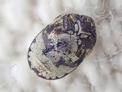 Anthrenus sophonisba by (c) Trevor Van Loon, some rights reserved (CC BY), uploaded by Trevor Van Loon. Used under a CC-BY license.