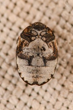 Anthrenus sophonisba by (c) Trevor Van Loon, some rights reserved (CC BY), uploaded by Trevor Van Loon. Used under a CC-BY license.