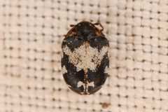 Anthrenus sophonisba by (c) Trevor Van Loon, some rights reserved (CC BY), uploaded by Trevor Van Loon. Used under a CC-BY license.