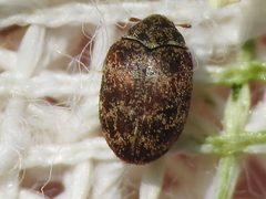 Anthrenus castaneae by (c) Sam Kieschnick, some rights reserved (CC BY), uploaded by Sam Kieschnick. Used under a CC-BY license.