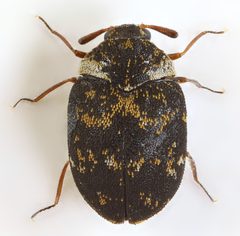Anthrenus fuscus by (c) janet graham, some rights reserved (CC BY). Used under a CC-BY license.