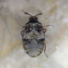 Anthrenus fuscus by (c) Stephan Mende, some rights reserved (CC BY), uploaded by Stephan Mende. Used under a CC-BY license.
