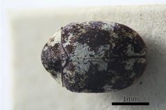 Anthrenus lepidus by (c) 
NHM Beetles and Bugs, some rights reserved (CC BY). Used under a CC-BY license.