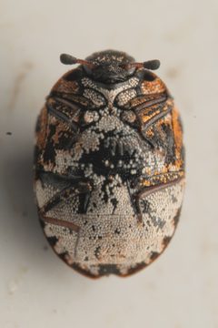 Anthrenus lepidus by (c) Trevor Van Loon, some rights reserved (CC BY), uploaded by Trevor Van Loon. Used under a CC-BY license.