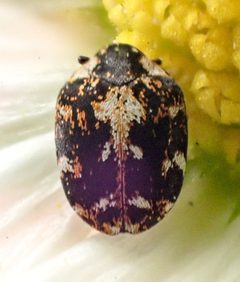 Anthrenus lepidus by (c) Don Loarie, some rights reserved (CC BY), uploaded by Don Loarie. Used under a CC-BY license.