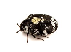 Anthrenus lepidus by (c) Koji Shiraiwa, some rights reserved (CC BY), uploaded by Koji Shiraiwa. Used under a CC-BY license.