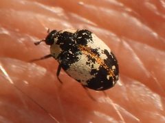 Anthrenus thoracicus by (c) Sam Kieschnick, some rights reserved (CC BY), uploaded by Sam Kieschnick. Used under a CC-BY license.