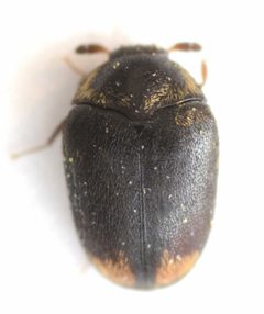 Cryptorhopalum triste by no rights reserved, uploaded by Mike Palmer. Used under a CC0 license.