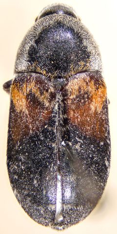 Dermestes carnivorus by (c) Andrew Meeds, some rights reserved (CC BY), uploaded by Andrew Meeds. Used under a CC-BY license.