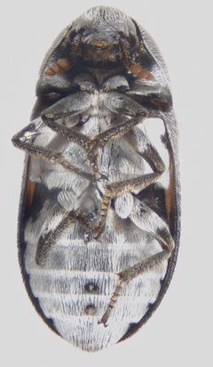 Dermestes carnivorus by (c) Andrew Meeds, some rights reserved (CC BY), uploaded by Andrew Meeds. Used under a CC-BY license.