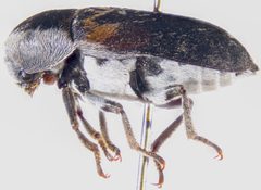 Dermestes carnivorus by (c) Andrew Meeds, some rights reserved (CC BY), uploaded by Andrew Meeds. Used under a CC-BY license.