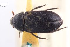 Dermestes carnivorus by (c) 
NHM Beetles and Bugs, some rights reserved (CC BY). Used under a CC-BY license.