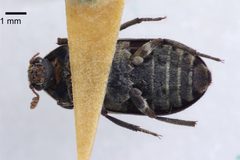 Dermestes carnivorus by (c) 
NHM Beetles and Bugs, some rights reserved (CC BY). Used under a CC-BY license.