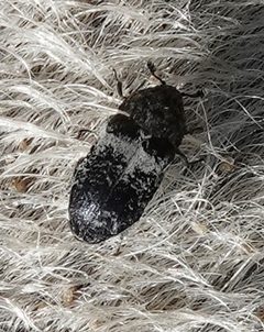 Dermestes fasciatus by (c) Colin Croft, some rights reserved (CC BY), uploaded by Colin Croft. Used under a CC-BY license.