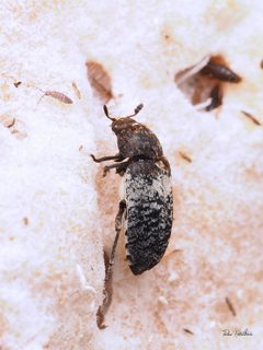 Dermestes fasciatus by (c) Thilina Hettiarachchi, some rights reserved (CC BY), uploaded by Thilina Hettiarachchi. Used under a CC-BY license.