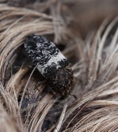 Dermestes fasciatus by (c) Colin Croft, some rights reserved (CC BY), uploaded by Colin Croft. Used under a CC-BY license.