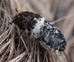 Dermestes fasciatus by (c) Colin Croft, some rights reserved (CC BY), uploaded by Colin Croft. Used under a CC-BY license.