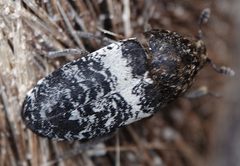 Dermestes fasciatus by (c) Colin Croft, some rights reserved (CC BY), uploaded by Colin Croft. Used under a CC-BY license.
